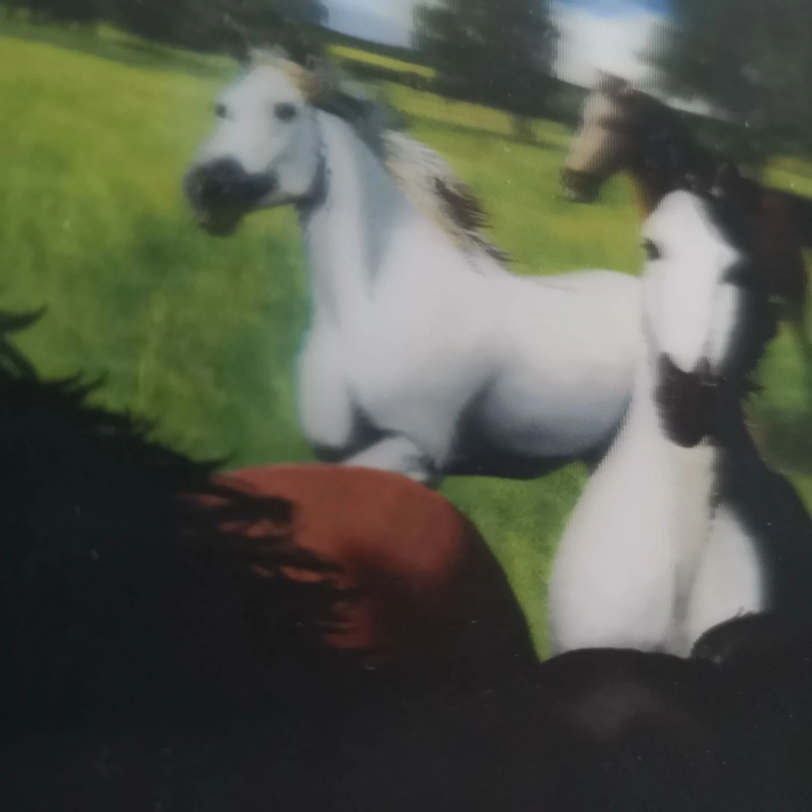 Puzzel 500 stukjes paarden – photo 3